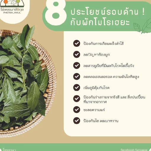 ประโยชน์ของวุ้นเส้นผักโมโรเฮยะ