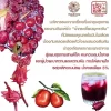 สรรพคุณแยมกระเจี๊ยบพุทราจีน