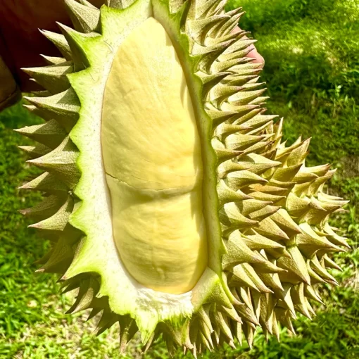 เนื้อทุเรียนหมอนทอง