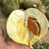 ทุเรียนหมอนทอง