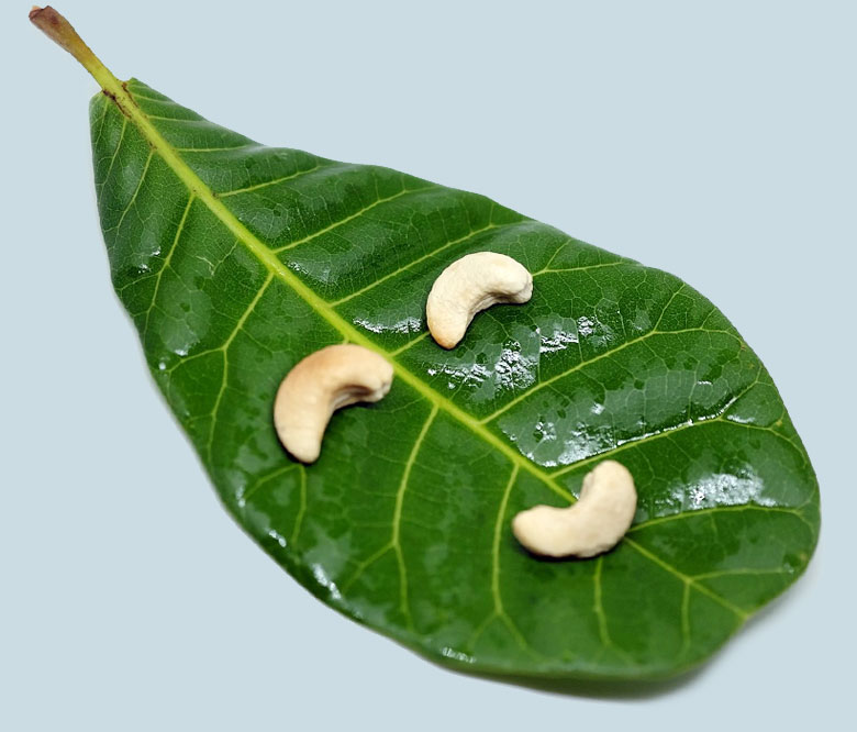 leaf
