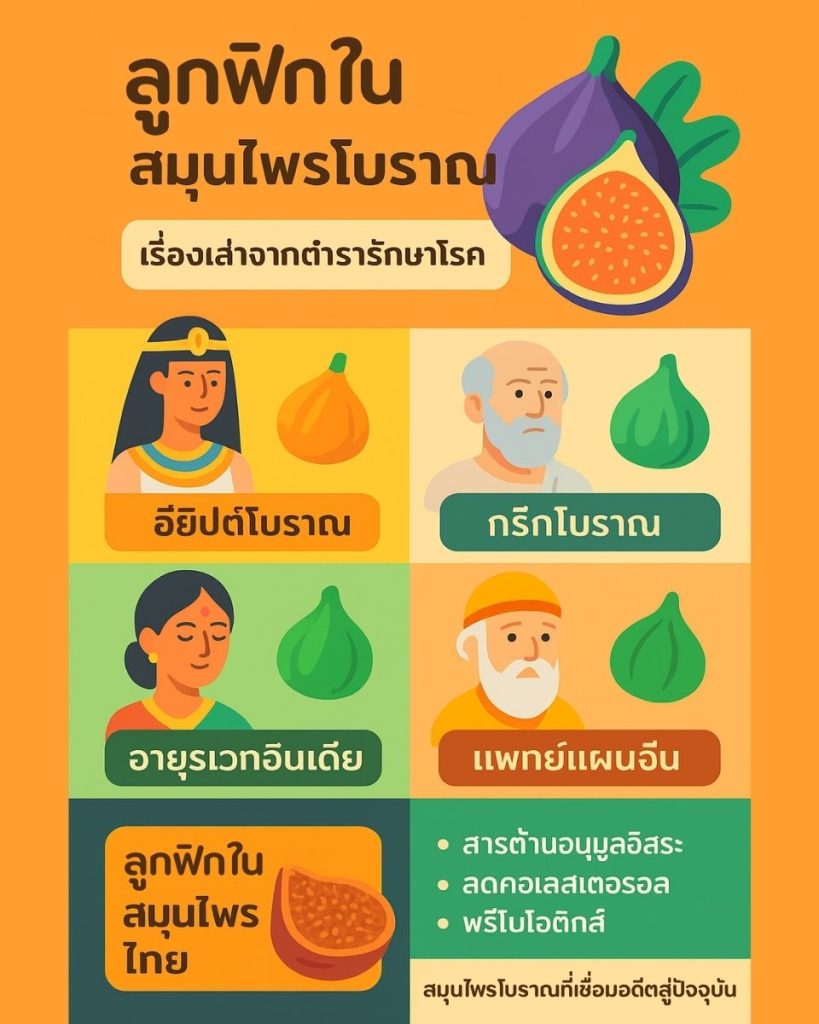 ลูกฟิกในสมุนไพรโบราณ สรรพคุณรักษาโรค