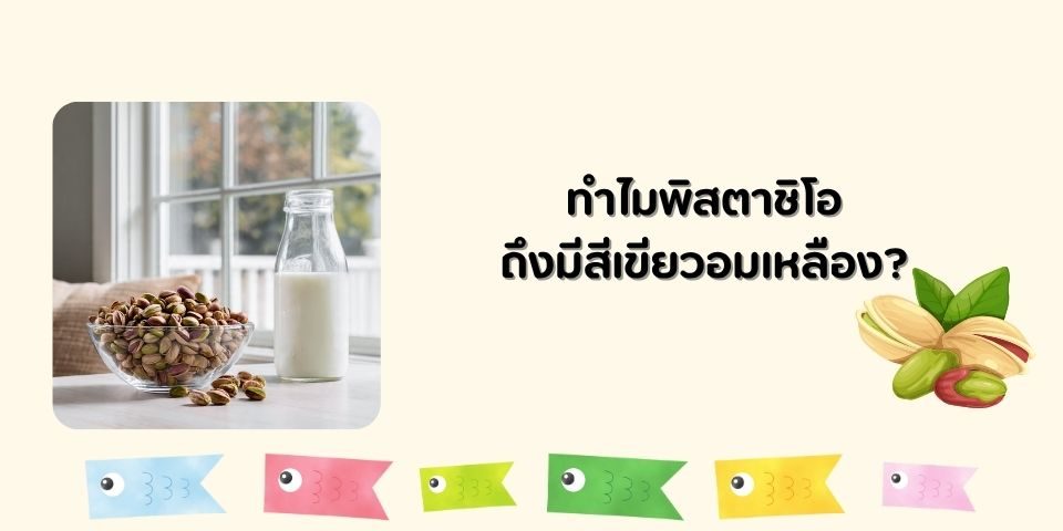 ทำไมพิสตาชิโอถึงมีสีเขียวอมเหลือง?