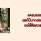 แครนเบอร์รี่ อบแห้ง หวานน้อย
