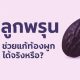 ลูกพรุนกับสุขภาพลำไส้